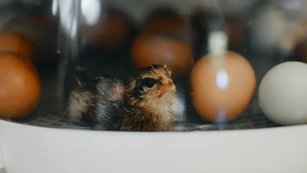 unsplash_CKurYAr-5YM_egg incubator.webp